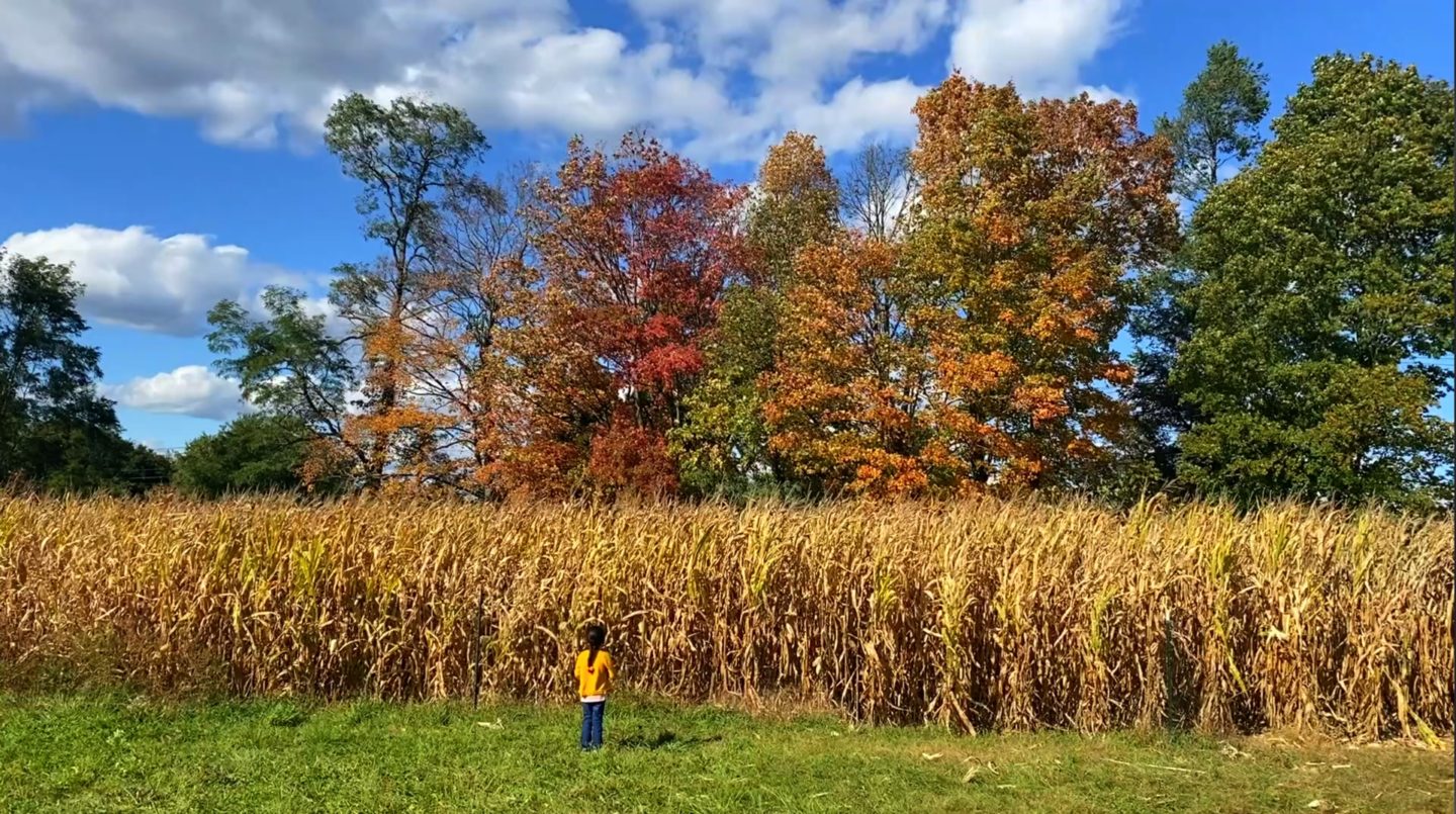 Wilkes fruit farm & fir's vast field of corn with  beautiful fall colors